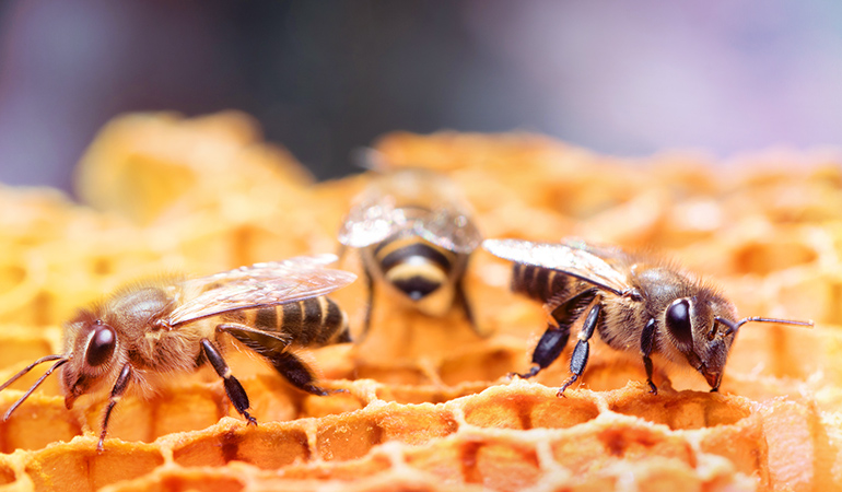 Science shows heated honey produces HMF