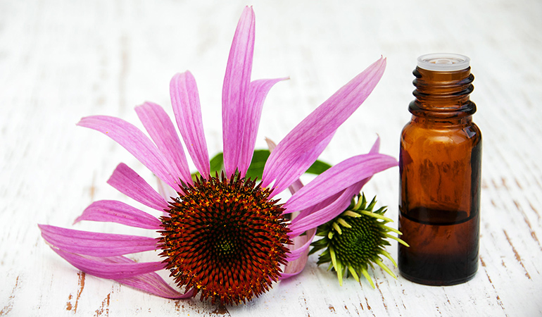 Echinacea Extract Is A Natural Antibiotic And May Fight Bacterial Infections