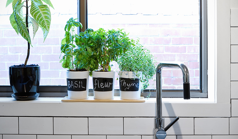 Herbs can grow anywhere and can also serve an ornamental purpose.