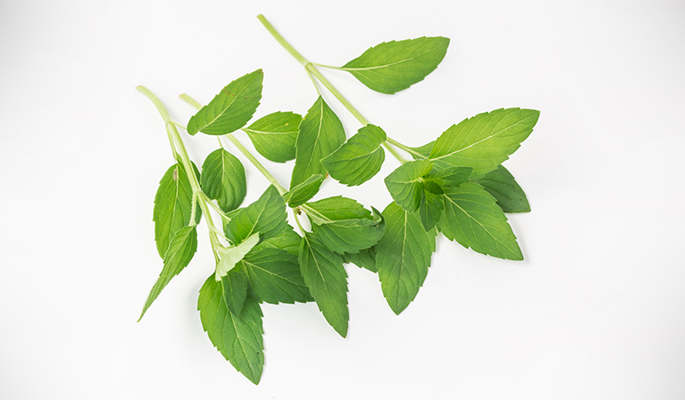 Peppermint improves digestion.