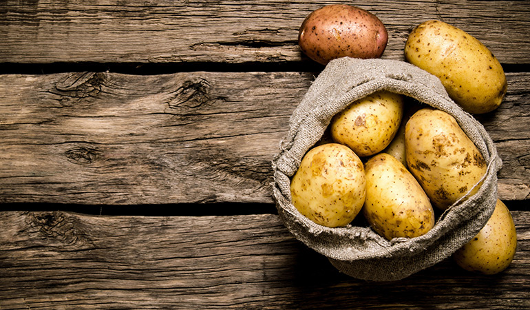 Eating genetically modified potatoes frequently causes serious digestive issues