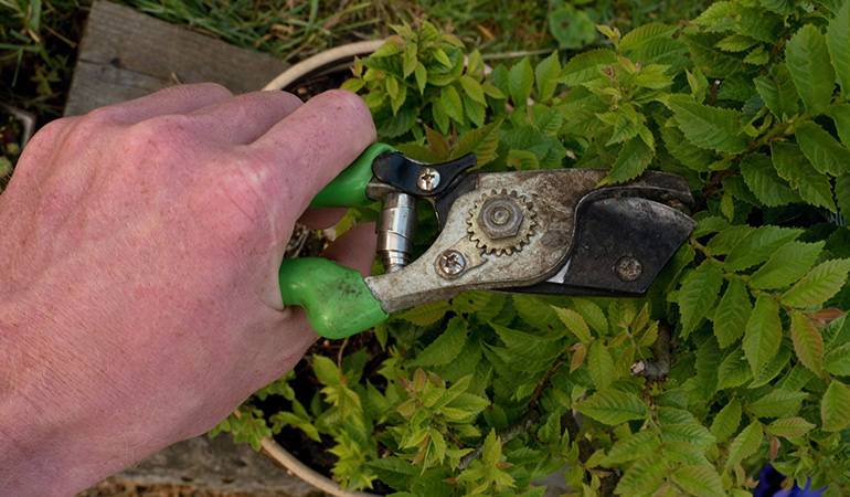 Continuous cleaning, pruning, and gardening may increase the risk for trigger finger