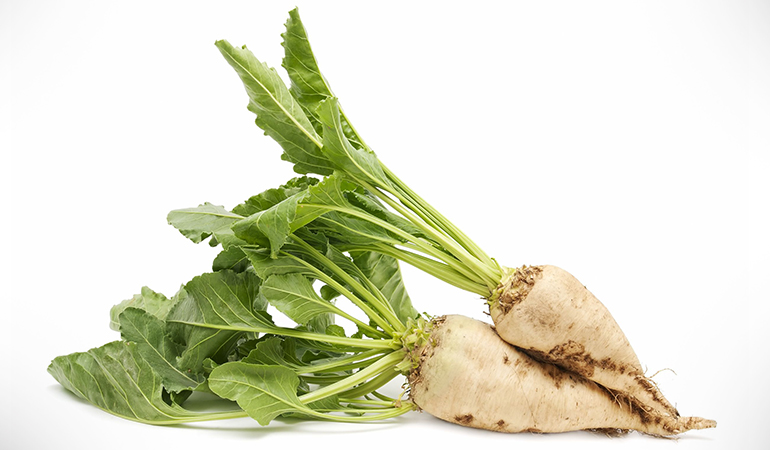 Regularly consuming genetically modified sugar beets may cause gastrointestinal problems