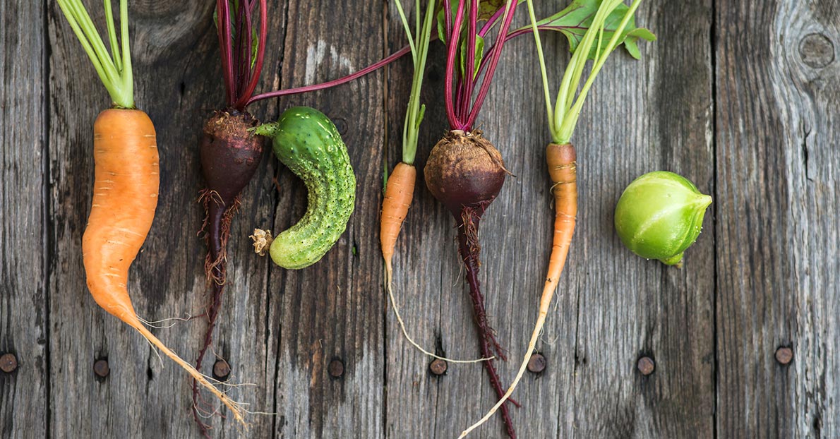 (Ugly produce are equally nutritious if not rotten and diseased