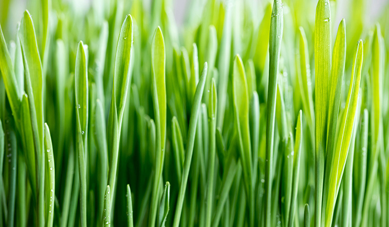 Wheatgrass juice may cause constipation and nausea, and may not be safe for pregnant or lactating mothers.