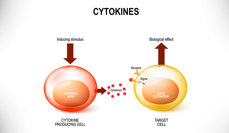 Cytokines are man-made protein molecules that activate the immune system