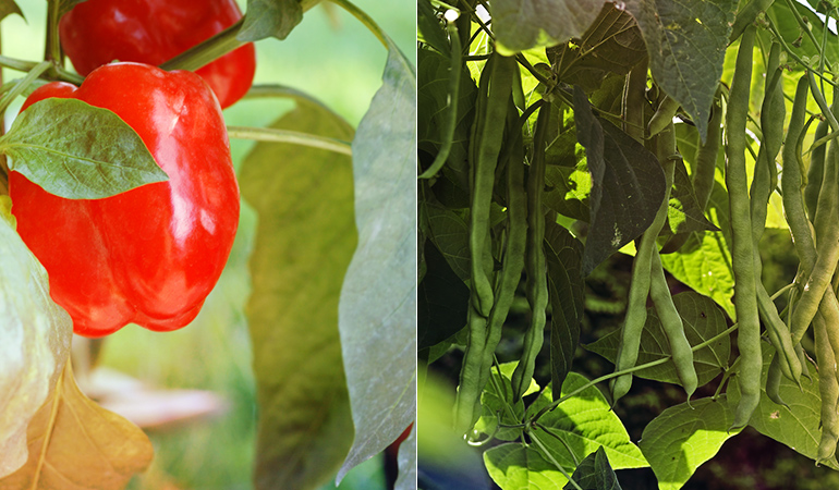 Beans and peppers are both susceptible to anthracnose