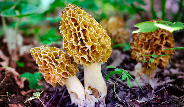 Morel mushrooms contain 8.04 mg of iron
