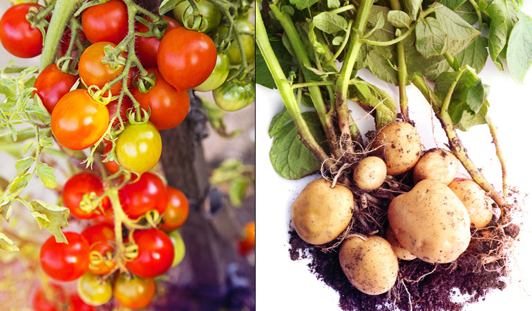 Potatoes and tomatoes shouldn't be grown side-by-side as the same blights attack the two plants.