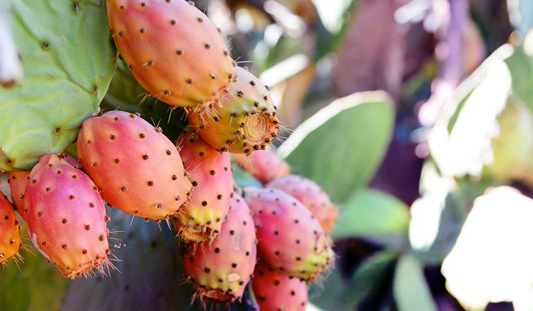 1 cup of prickly pears: 83 mg of calcium (6.4% DV)