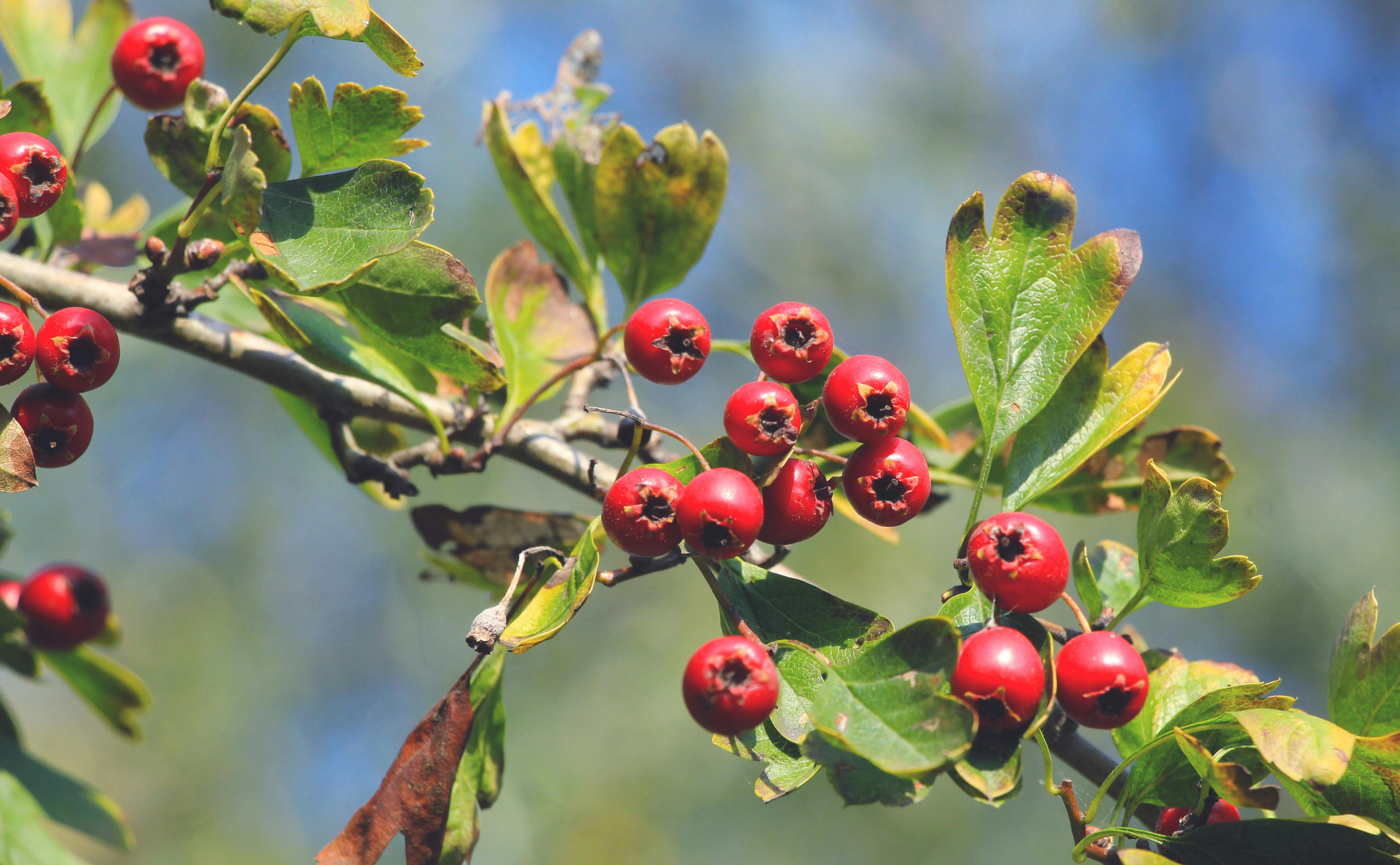8 Health Benefits OF Hawthorn Berry