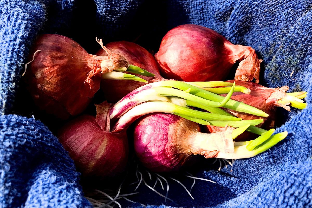 Sprouted onions