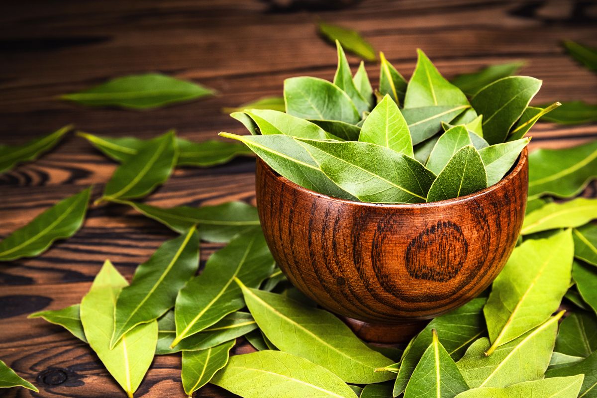 bay leaves
